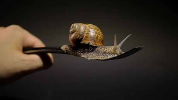 Schnecke auf einer Gabel. Essen von Weinbergschnecken in der Nahrung — Stockvideo