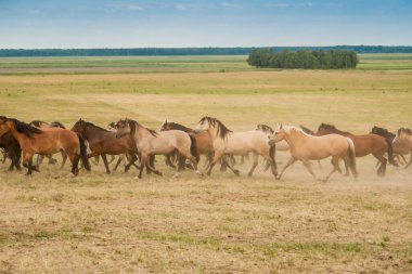 Bir vahşi at sürüsü tarlada koşuyor..