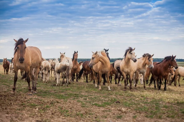 A herd of wild horses run across the field. — Stock Photo, Image