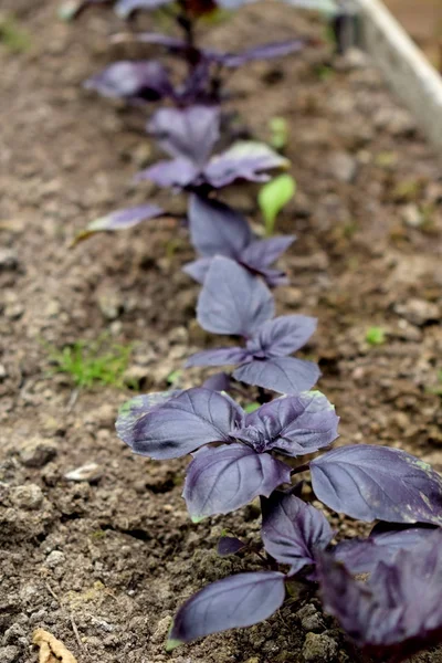 Purple basil on beds in the garden