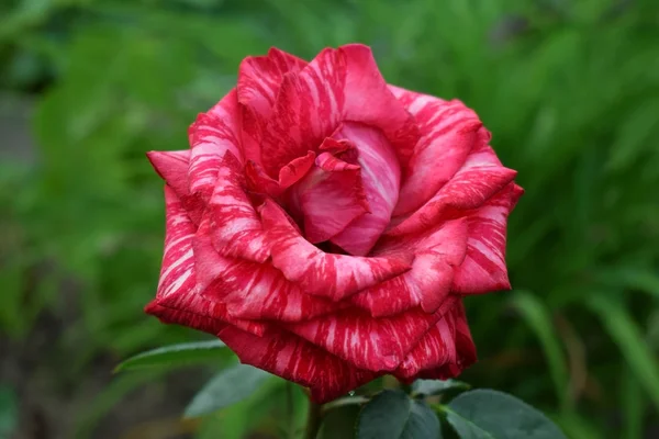 Red striped rose on the flowerbed in the garden