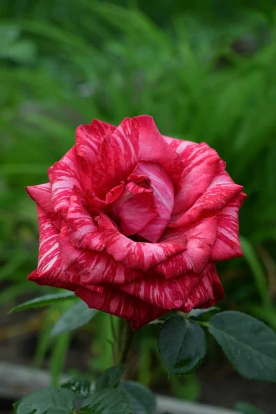 Red striped rose on the flowerbed in the garden
