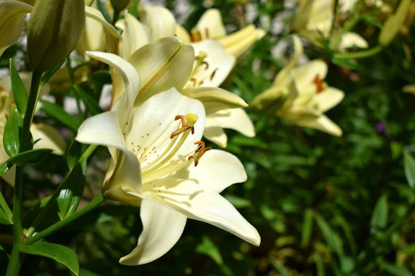 Blooming yellow lilies under the sun rays on the flower bed in the garden