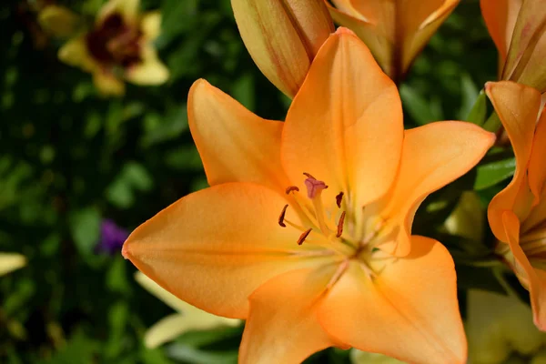 Orange lily under the sun rays in the garden