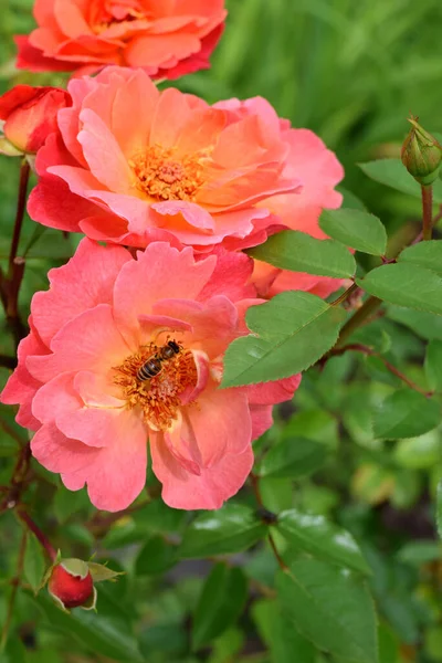 Peach color rose blooming in the garden and a bee collecting nectar from it