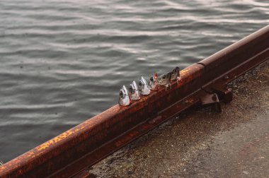 Uskumru ve mezgit balığı, Norveç'te Balık tutma kesilerek başları