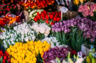 Farklı renk laleler dükkanda bir sürü