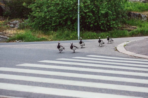 Aves Com Ninhos Que Atravessam Estrada Por Travessia Pedestre — Fotografia de Stock