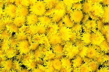 Çiçek açması sarı dandelions, çiçek arka plan