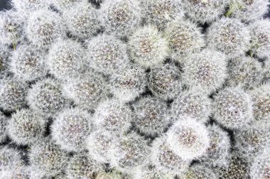 Olgunlaşmış beyaz dandelions, çiçek arka plan