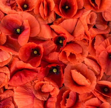 Çiçek açması kırmızı poppies, çiçek arka plan