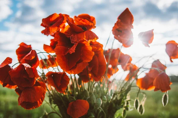 Bouquet Coquelicots Rouges Champ Vert — Photo