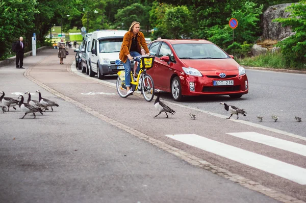 ヘルシンキ フィンランド 2018 鳥雛横断歩道によって道路を横断 — ストック写真