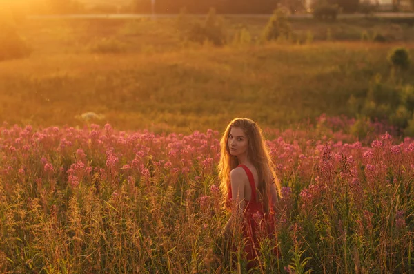 Chica en vestido rojo permaneciendo entre el floreciente campo de Sally y buscando — Foto de Stock