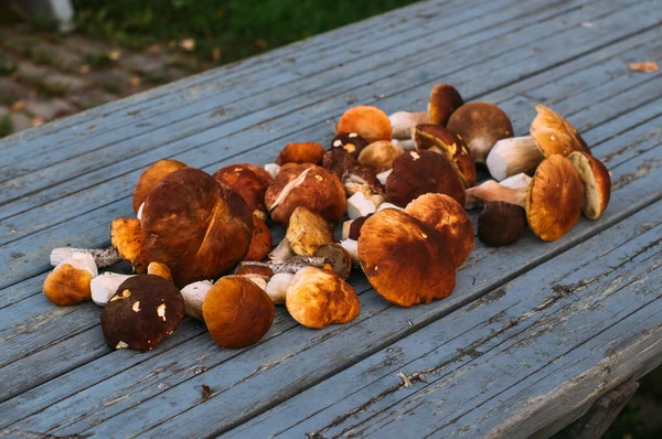 Porcini paddestoelen op de tafel — Stockfoto