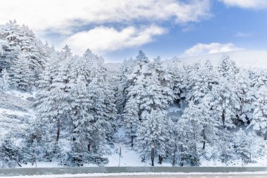snowy landscapes of Puerto de Cotos in the Sierra de Guadarrama in Madrid in the month of February 2024 clipart