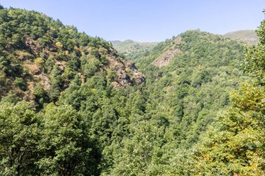 Asturias 'taki Leitariegos Vadisi' ndeki inekler, Ağustos 2025 orman yangınlarından çıkan dumanla kirlenmiş havayla.