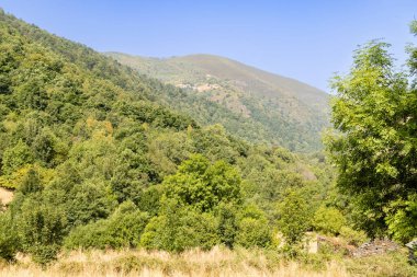 Asturias 'taki Leitariegos Vadisi' ndeki inekler, Ağustos 2025 orman yangınlarından çıkan dumanla kirlenmiş havayla.