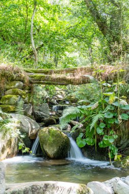 Asturias 'taki Leitariegos Vadisi' ndeki inekler, Ağustos 2025 orman yangınlarından çıkan dumanla kirlenmiş havayla.