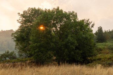 Asturias 'taki Leitariegos Vadisi' ndeki inekler, Ağustos 2025 orman yangınlarından çıkan dumanla kirlenmiş havayla.