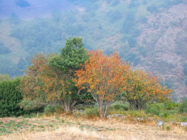 Asturias 'taki Leitariegos Vadisi' ndeki inekler, Ağustos 2025 orman yangınlarından çıkan dumanla kirlenmiş havayla.