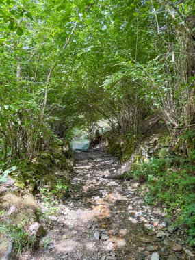 Asturias 'taki Leitariegos Vadisi' ndeki inekler, Ağustos 2025 orman yangınlarından çıkan dumanla kirlenmiş havayla.