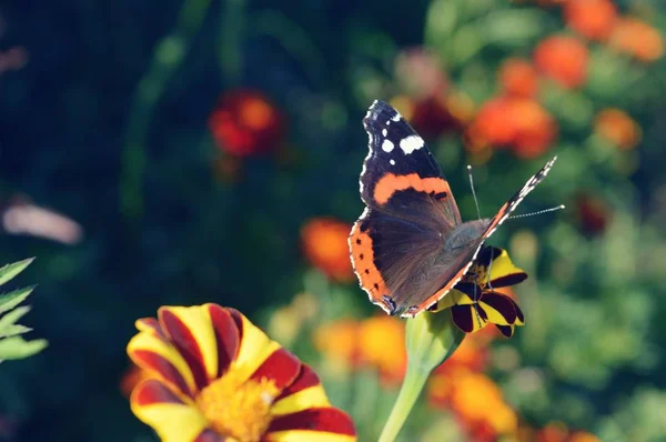 Papillon Jour Été Sur Une Fleur — Photo