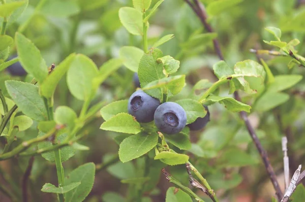 蓝莓和绿色的树叶 — 图库照片