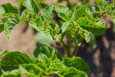 Colorado böceği patates üzerinde bırakır - olarak da bilinen Colorado böceği patates bitkiler yok ve çiftlikleri büyük zarar seçici focusthe Colorado patates böceği Bakanlıkça tavsiye
