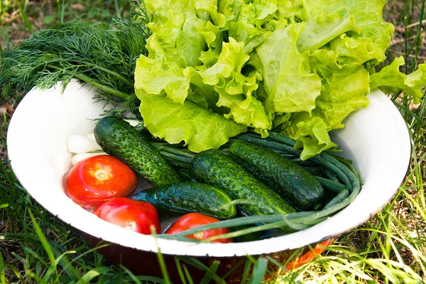 Verdure fresche in una ciotola — Foto Stock