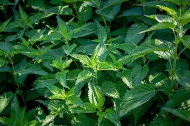 Urtica Dioica, Genellikle Yaygın Isırgan ya da İğneleyici Isırgan olarak adlandırılır