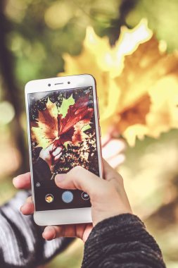 Ev bahçe güneşli günde almak düşen yapraklar fotoğraf için kamera işlevini kullanarak bir smartphone tutan bir el