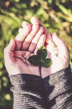 Yeşil yonca yaprağı, üzerinde beyaz izole tutmak el