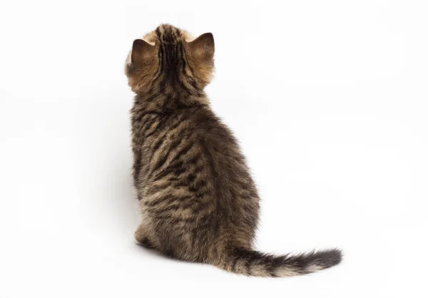 Cat back View. Skotsk raka kattunge sitter isolerad på vitt. — Stockfoto