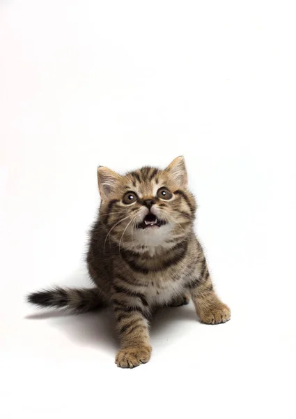 Closeup expressive cat with big eyes and his ears crouched before throwing — Stock Photo, Image