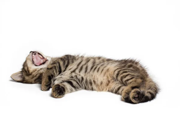 Gatinho britânico sonolento bocejando e deitando no cobertor branco. espaço de cópia — Fotografia de Stock