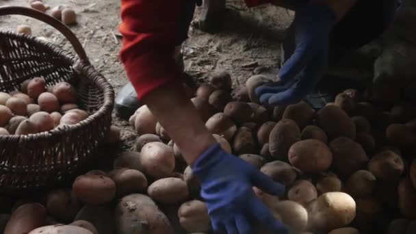Frau sortiert Kartoffeln in einen Korb. — Stockvideo
