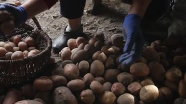 kadın bir sepetiçine patates sıralama.