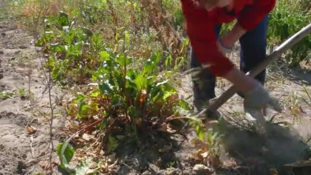 Mulher agricultora a cavar beterrabas. colheitas em seu campo . — Vídeo de Stock