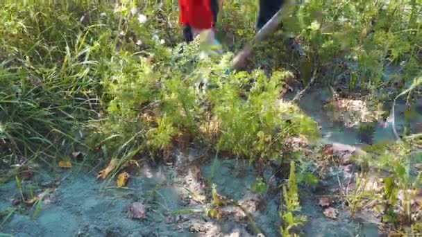 4K agricultor desenterrando zanahorias frescas del campo — Vídeos de Stock