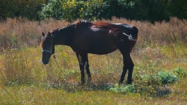 Chevaux brun foncé mangeant de la paille jaune dans un champ vert par une journée ensoleillée au printemps 