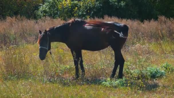 Caballos de color marrón oscuro comiendo paja amarilla en un campo verde en un día soleado en primavera — Vídeos de Stock