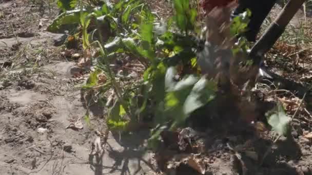 Woman Farmer digging beets. harvests on his field. — Stock Video