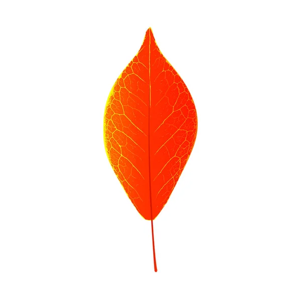 Feuille d'automne naturel saisonnier coloré décoration fond elem — Image vectorielle