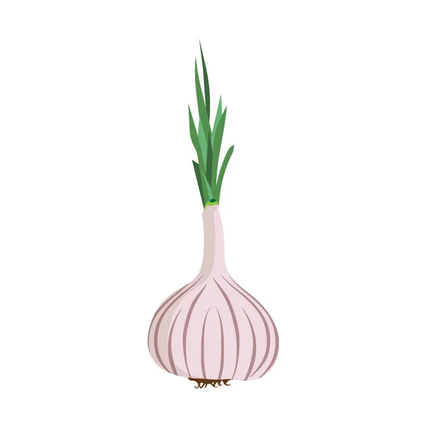 Cabeza de ajo aislado bombilla blanca icono icono alimento ilustración. A — Vector de stock