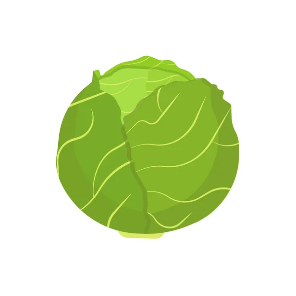 Repollo vegetal natural dieta naturaleza símbolo vector icono plano. G — Vector de stock
