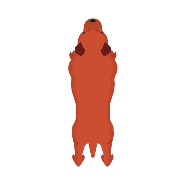 Hond top weergave vector pictogram illustratie huisdier. schattige dierenvriend PU — Stockvector