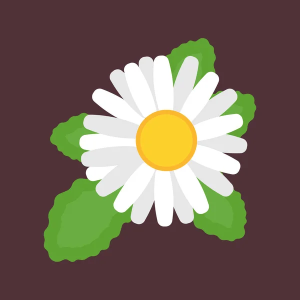 Camomila vista superior vector icono flor naturaleza. Daisy planta floral — Vector de stock