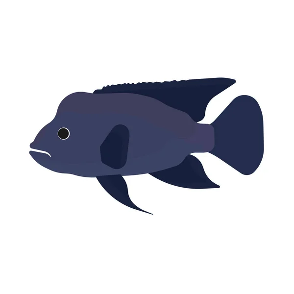 Napoleon fish illustration side view vector icon. Sea underwater — Stock Vector