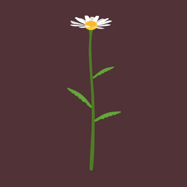 Kamilla oldalnézet vektor ikon virág természet. Daisy virágos növény — Stock Vector